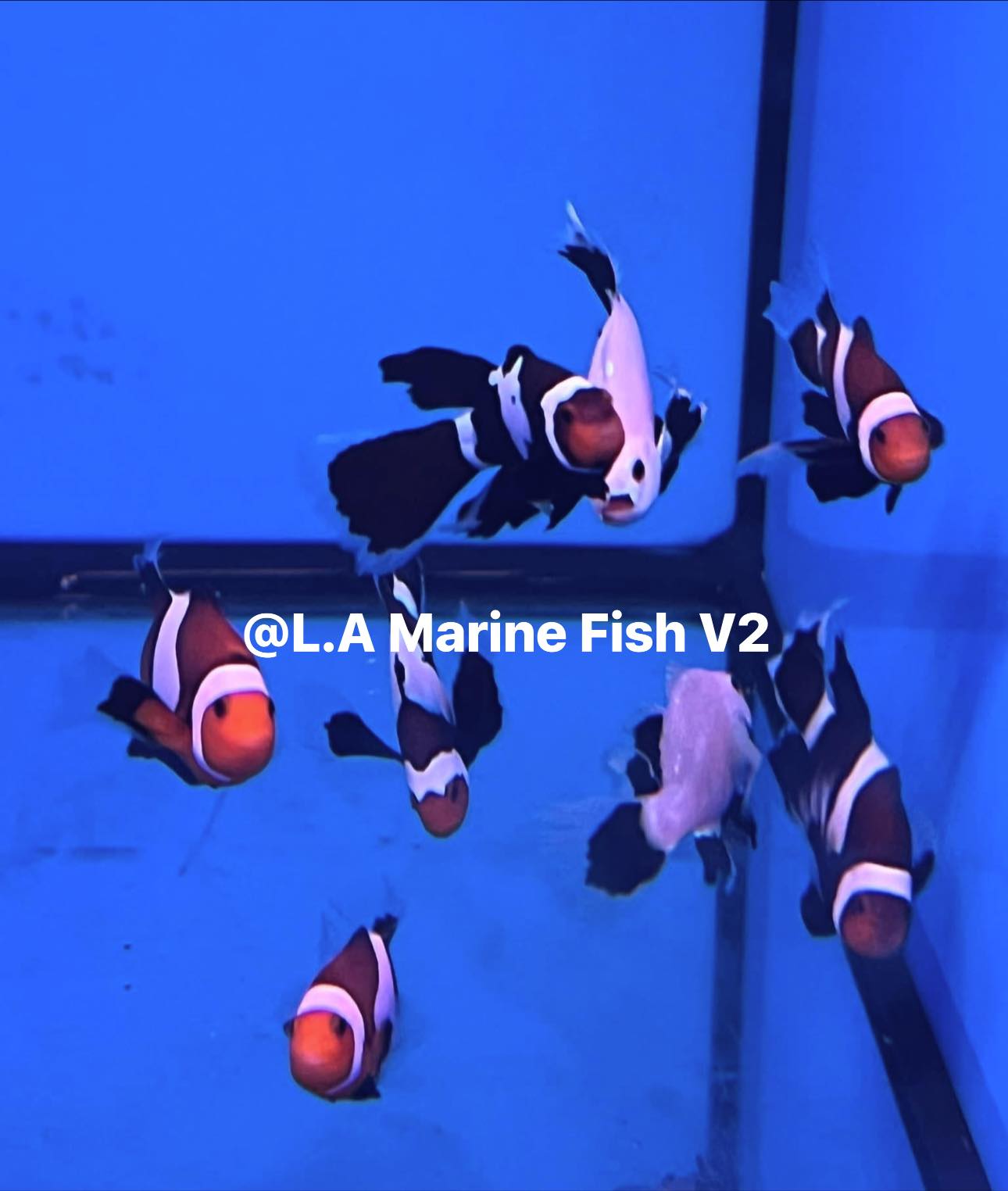 L.A Marine Fish V2 | Parañaque