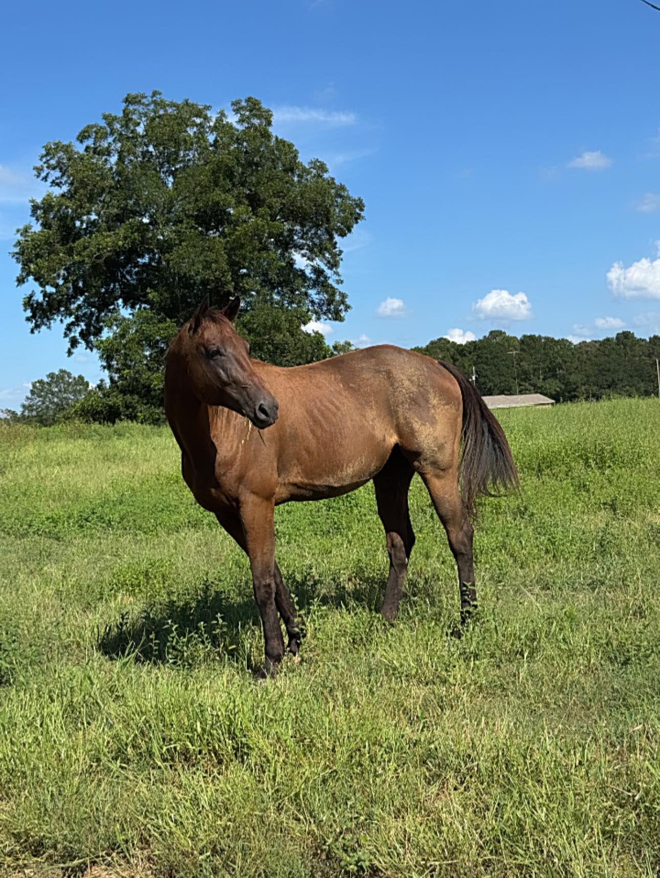 Rocking R Ranch and Rescue Available to Adopt | Prentiss MS