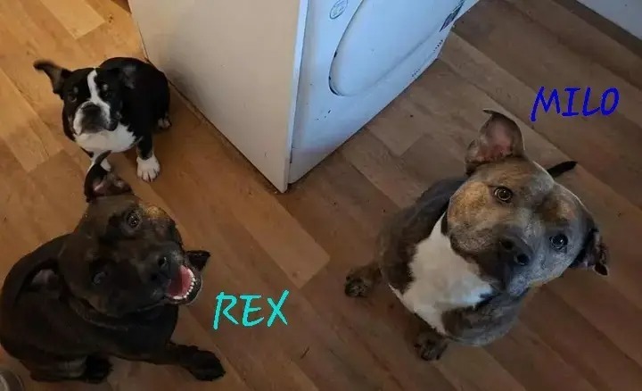 🐾 MEET REX 🐾 Rex Is a 2 Year Old Male... - Ruby Rose Rescue | Facebook