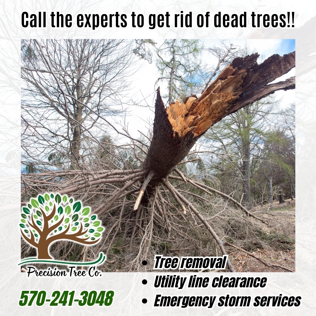 Say goodbye to unsightly dead... - Precision Tree Company
