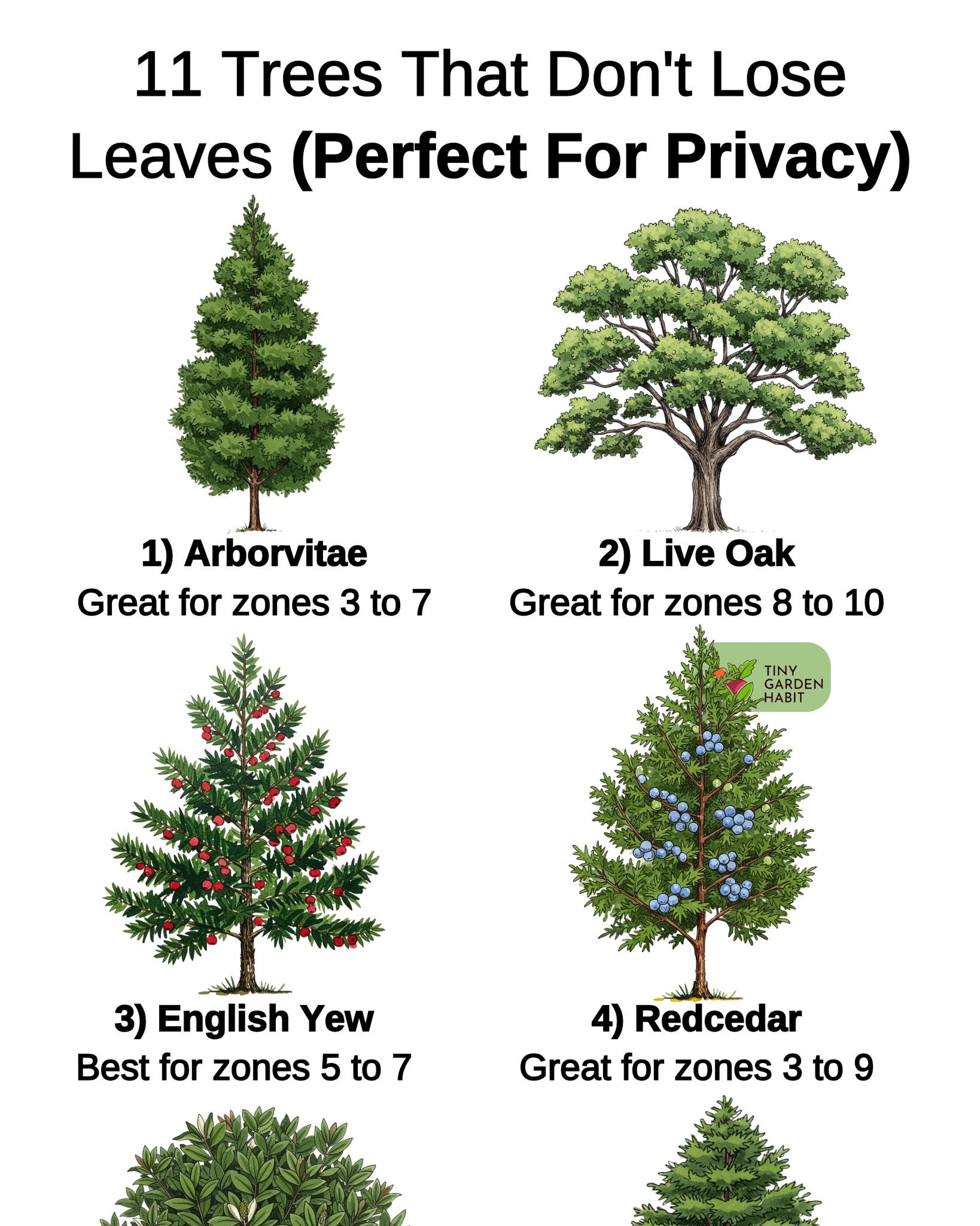 Tiny - Need year-round privacy? 🌳 These 11 trees stay leafy all year ...