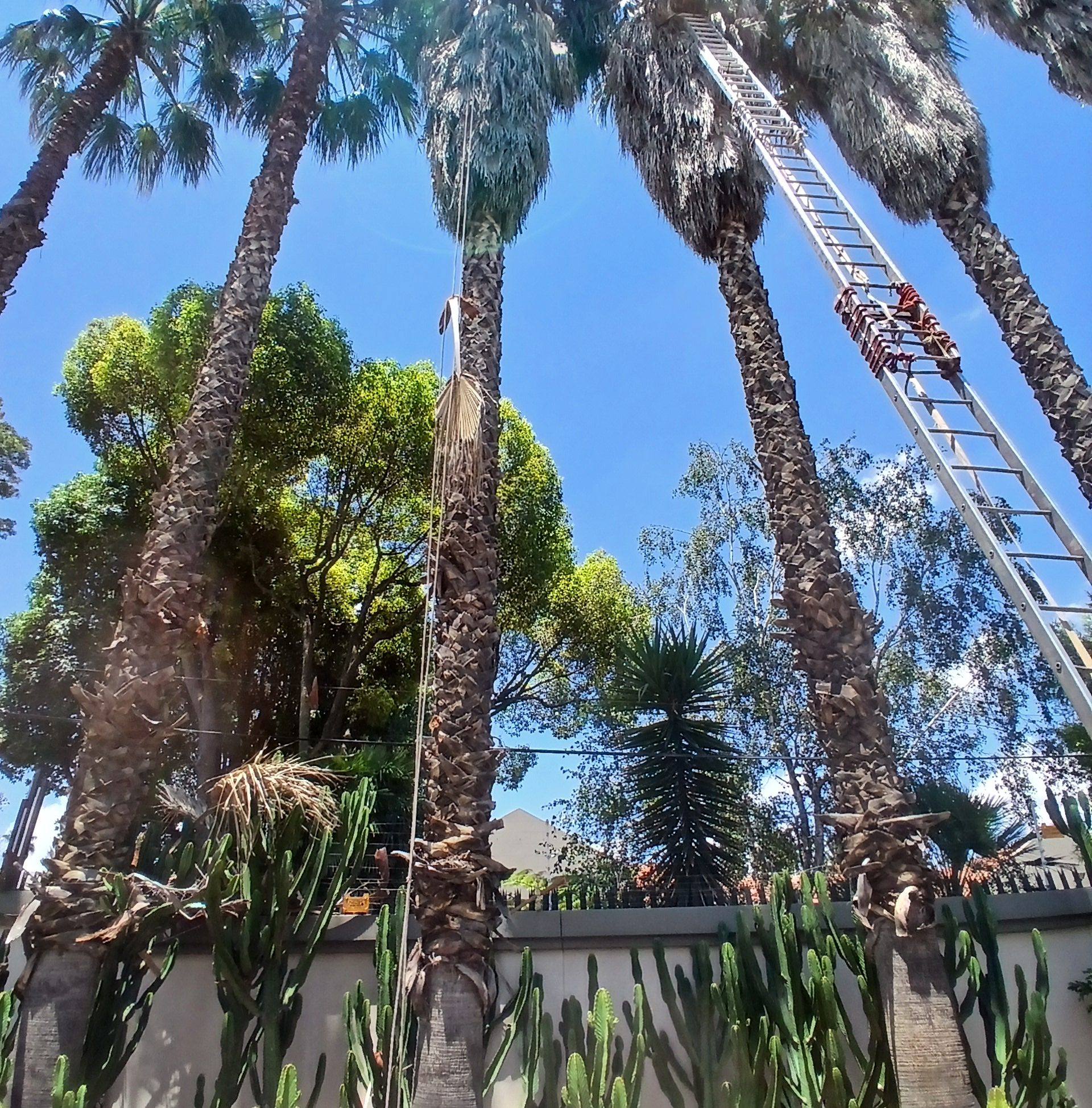 🌳 Tree Removal 🌳 Tree Trimming 🌳 Tree Topping 🌳 Palm cleaning or ...