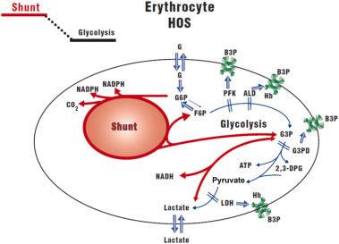 glutathione increased 2 3 dpg ncbi Erythrocyte metabolism at high oxygen saturation (modified from Giardina B. et al., 1995). The interaction of several gkycolytic enzymes with band protein (B3P) reduces the glycolysis activity therefore increasing that of Style:Vitamin Brightening PEPTIDE SPOTLIGHT: Epitalon 🚨SPECIAL bounce