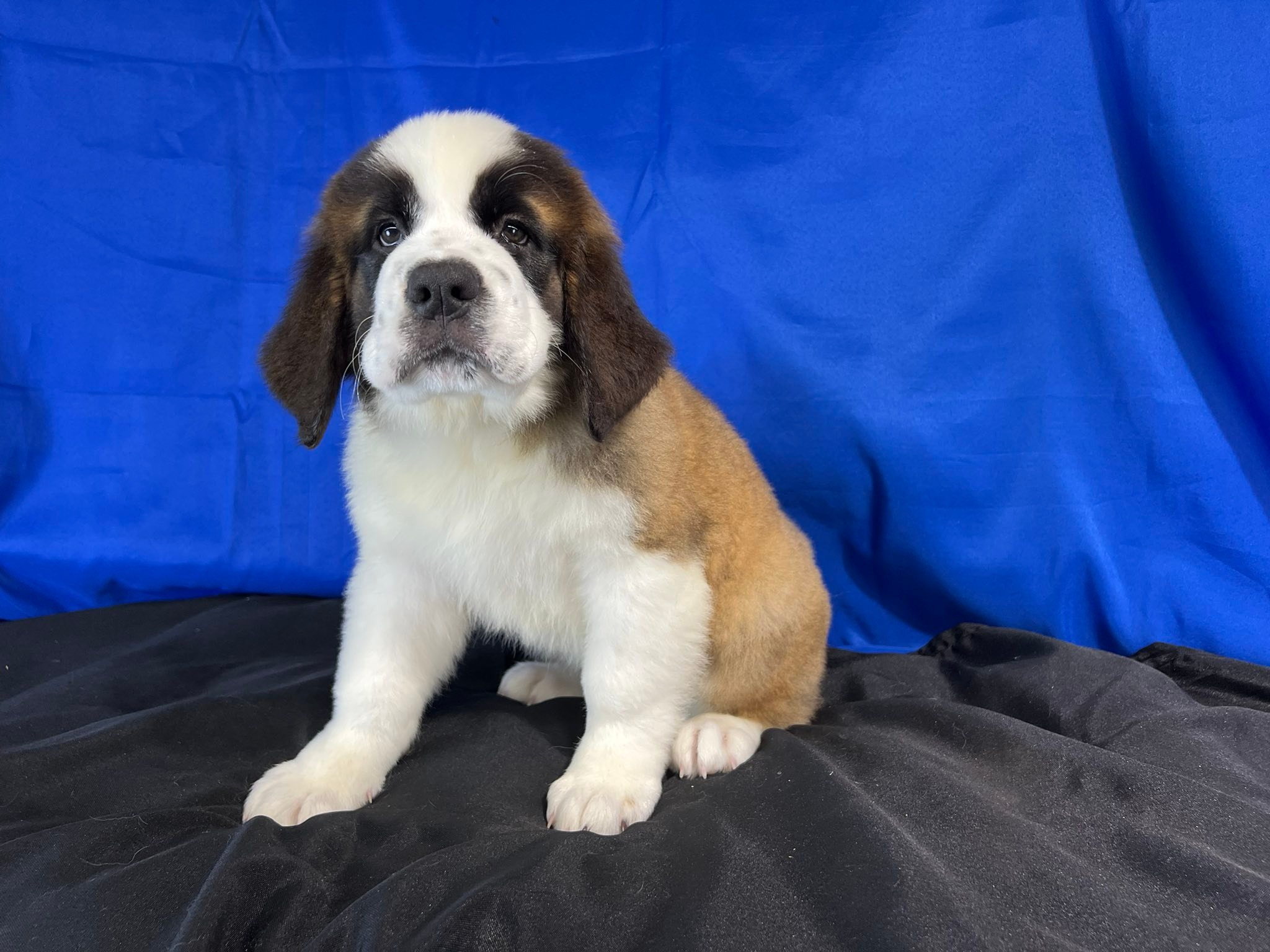 Used St Bernard floofie for sale