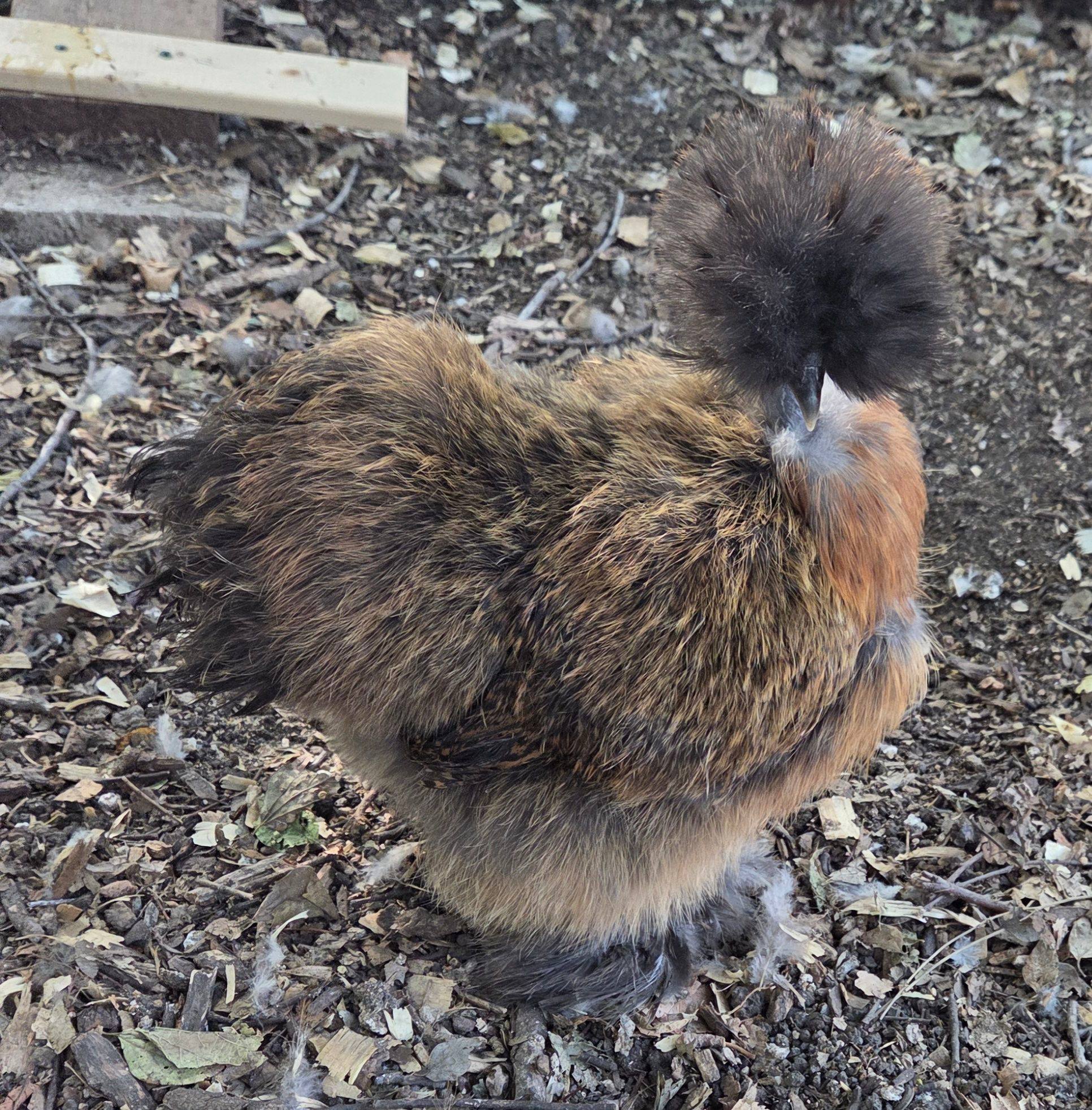 Texas Bantams | Meet Cindy Lauper, out partridge satin | Facebook