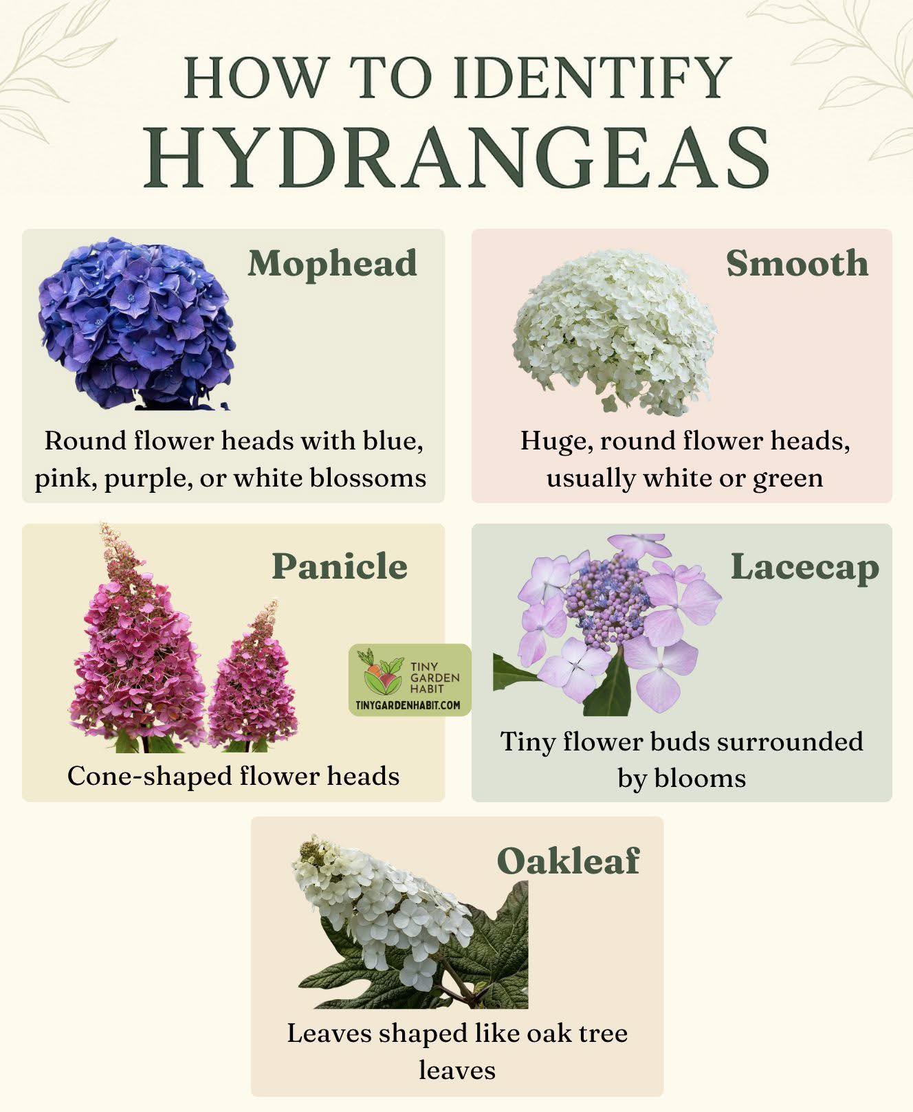 Irondequoit - Easy guide to identify the most common hydrangea ...