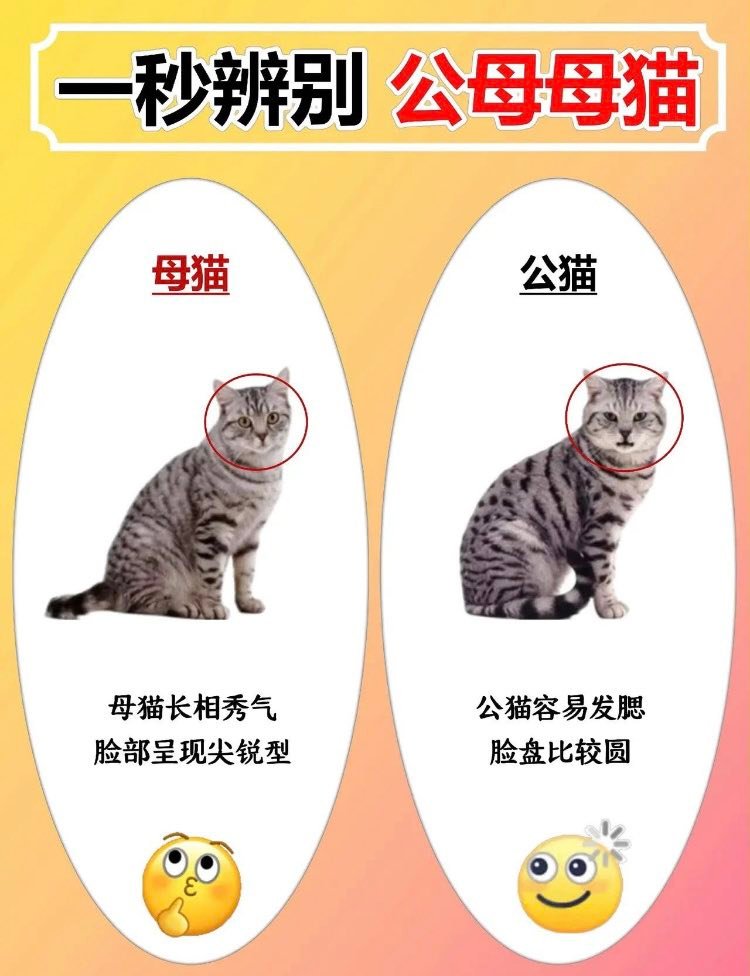 ネコ母 一秒辨别公母猫🐈