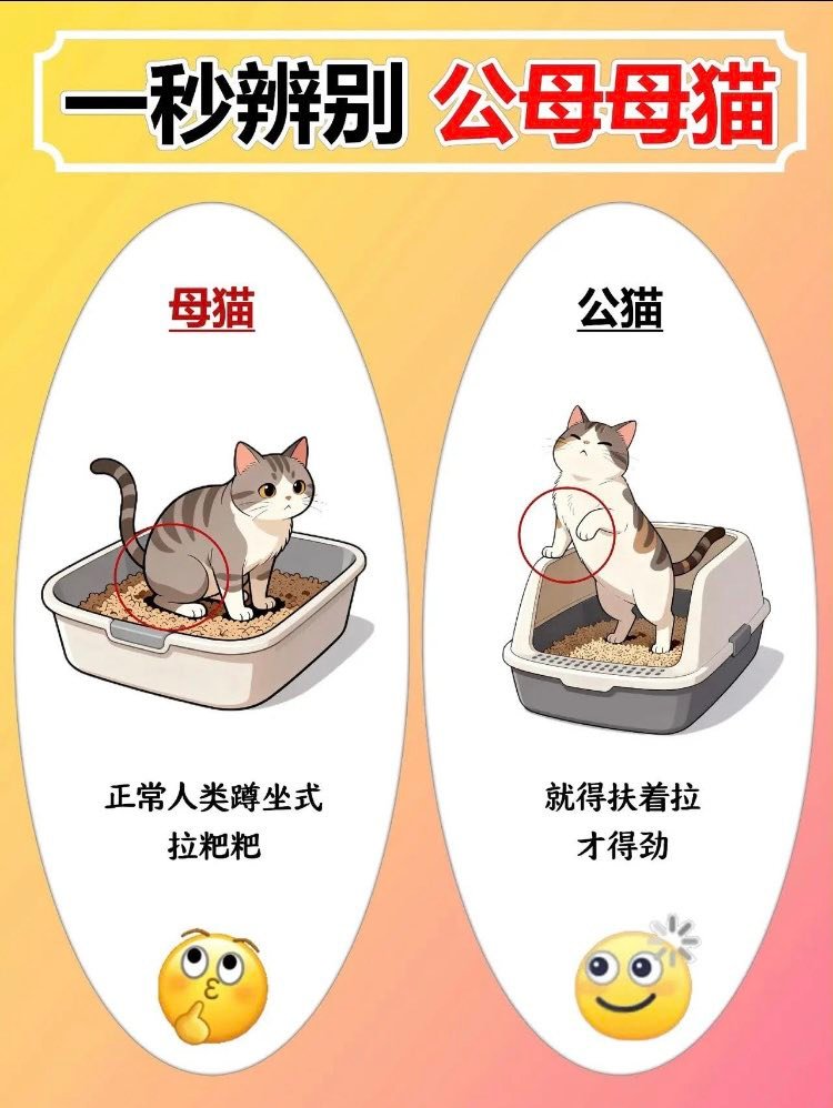 一秒辨别公母猫🐈