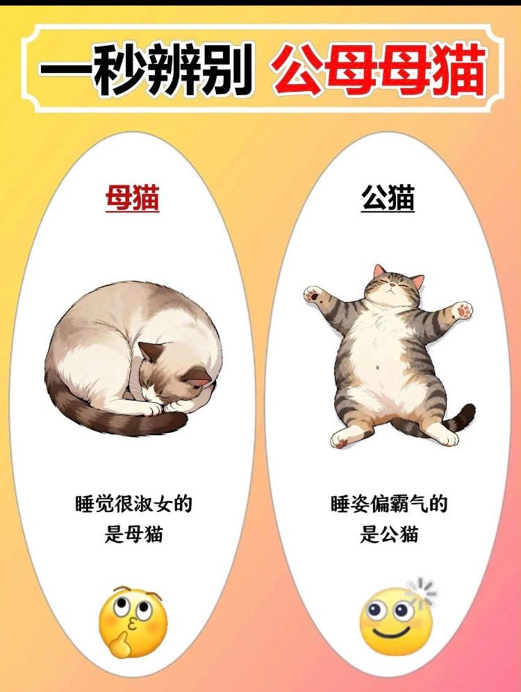 一秒辨别公母猫🐈