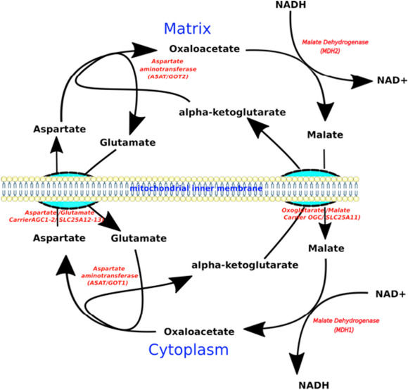 aspartate aminotransferase glutathione What is ALANINE and AMINOTRANSFERASE Empower Pharmacy | 503A