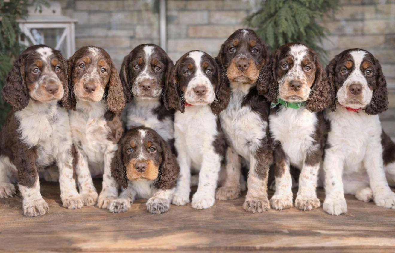 Llano Grande Springers of South Texas | Weslaco TX