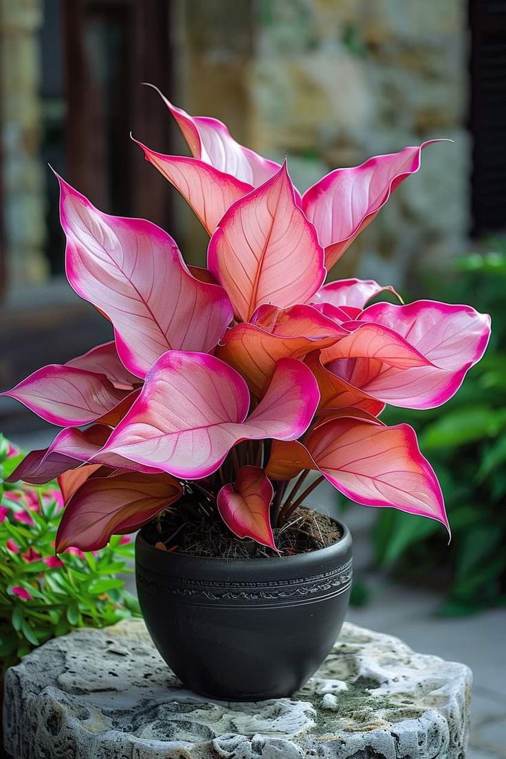 Aglaonema pink and banana office plants