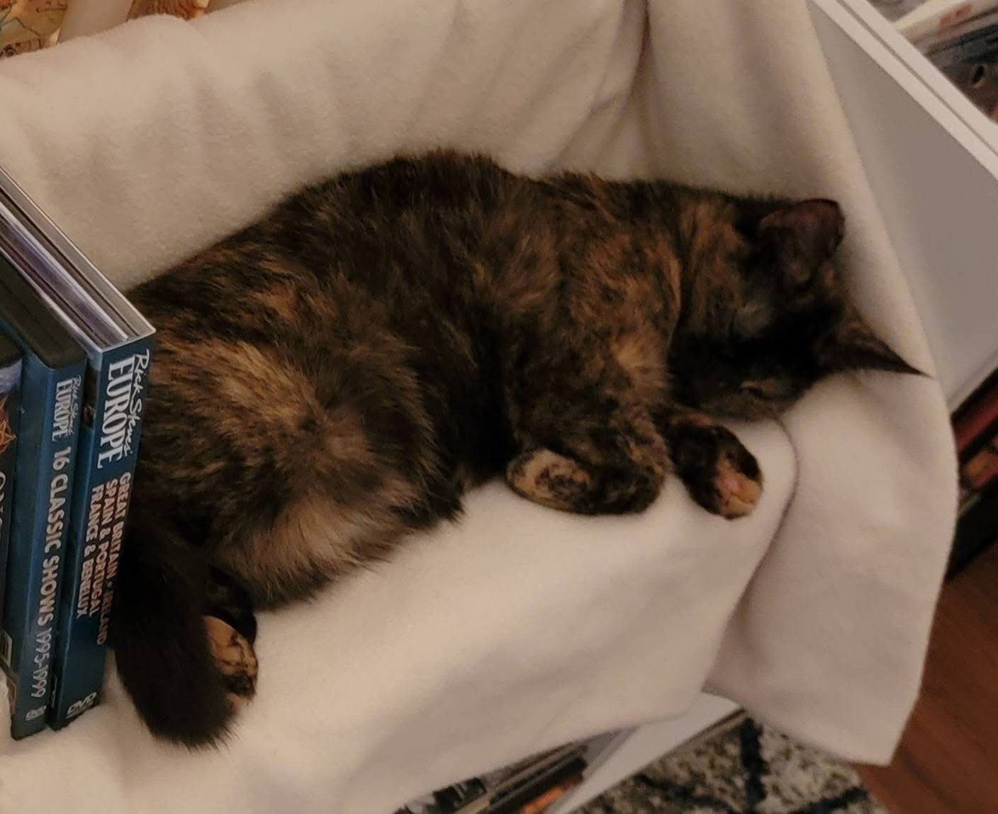 Adoptable 6-month-old tortie kitten