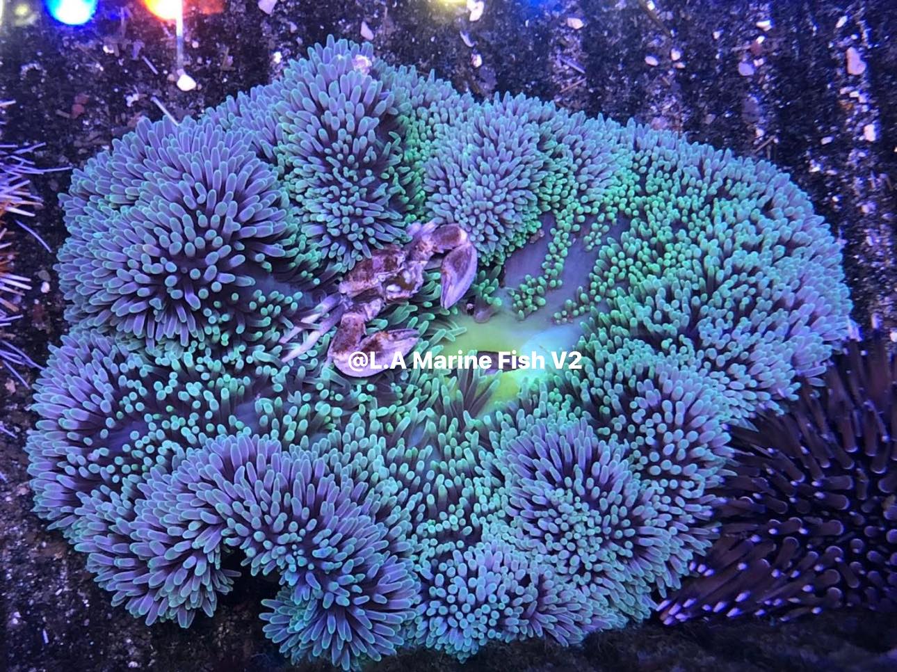 L.A Marine Fish V2 | Parañaque