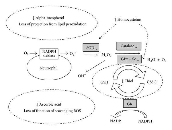 Impairment of antioxidant systems in chronic kidney disease patients