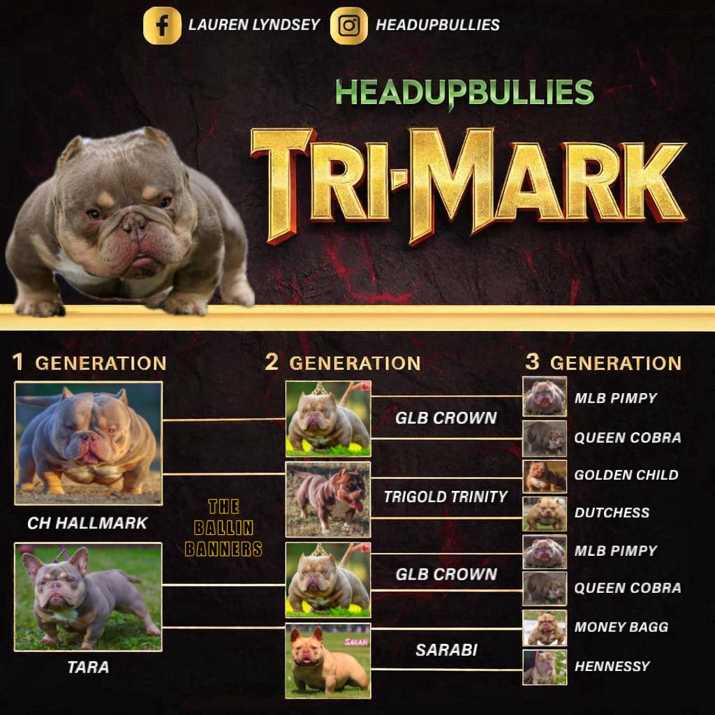 🚨‼️GET YOUR PEDIGREE TODAY🚨‼️... - Ballinbossbullies DeeJr | Facebook