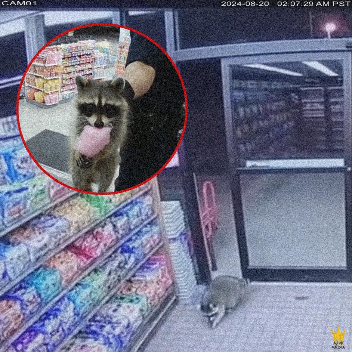 Lovingcreaturez - Store alarm went off at 2 a.m. The owner thought it ...
