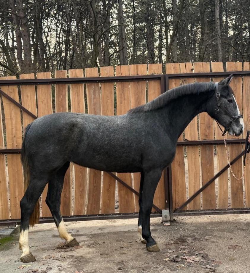 3-year-old mare Commander x Comme Il Faut for sale