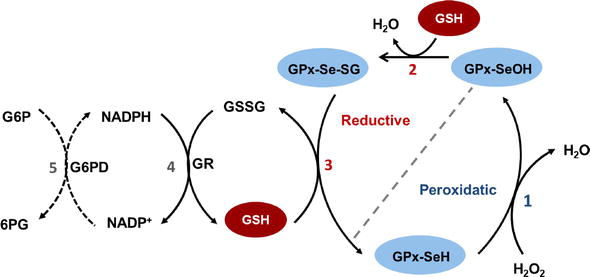 glutathione peroxidase reaction 2 gsh h2o2 gssg 2h2o The GPX4-Cys variant is highly susceptible to hydroperoxide-induced inactivation Välmående BPC157 5mg injectable Sports Strength:Sandman Ultra Bulk 480ml