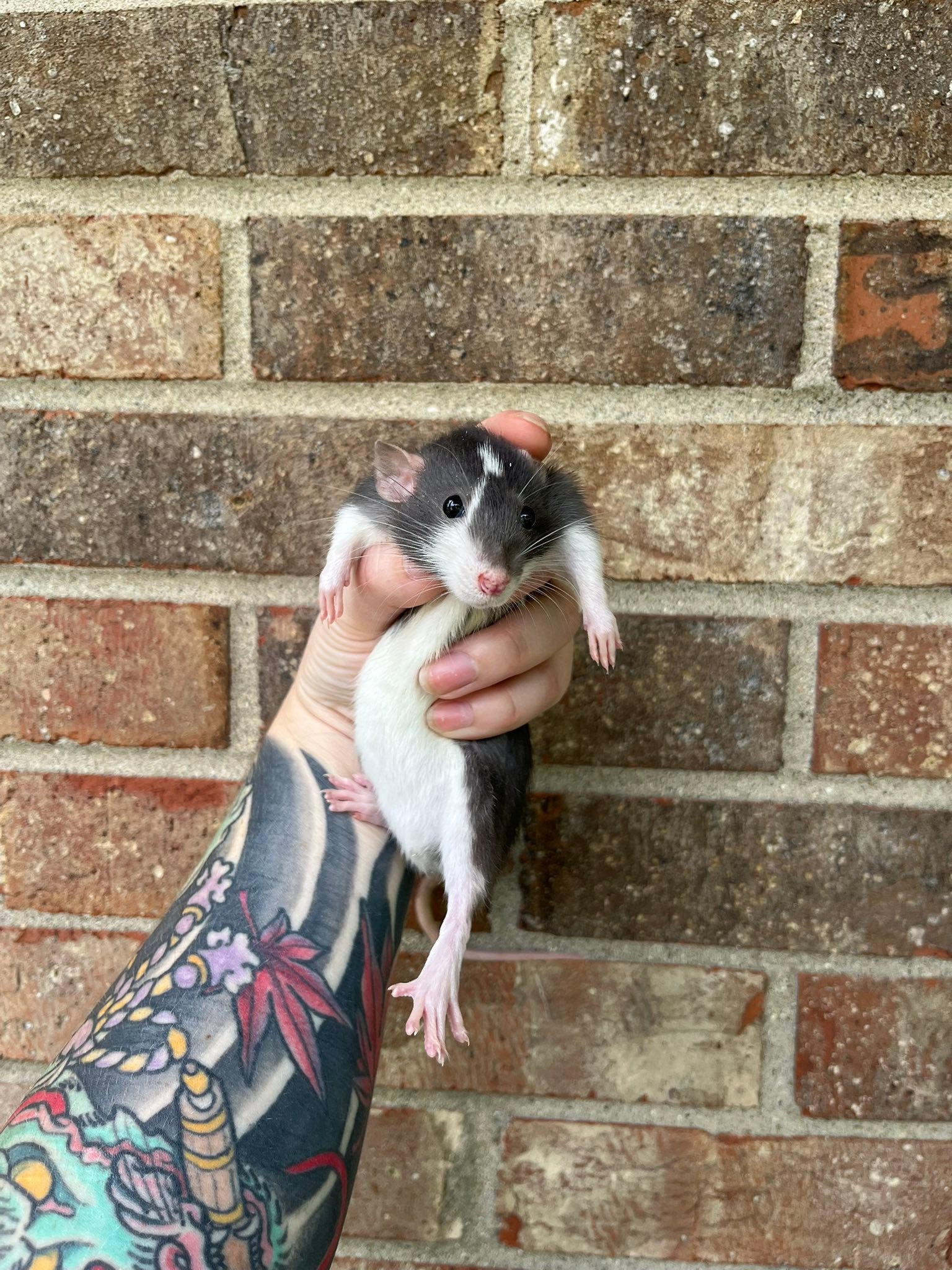Rose Hip Rattery | Cincinnati OH