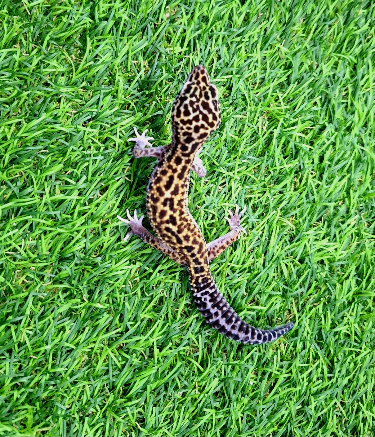 The King's Exotics Malta added... - The King's Exotics Malta