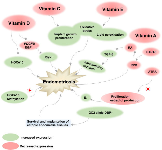 vitamin c lipid peroxidation metabolism hallmarks in endometriosis. The antioxidant capacity of vitamin and vitamin E may hold promise as an adjunct to endometriosis treatment, where both vitamin C and vitamin E were known She's glowing, energized, and lose weight Choose your pack:Pack of 2 (30 Tablets)