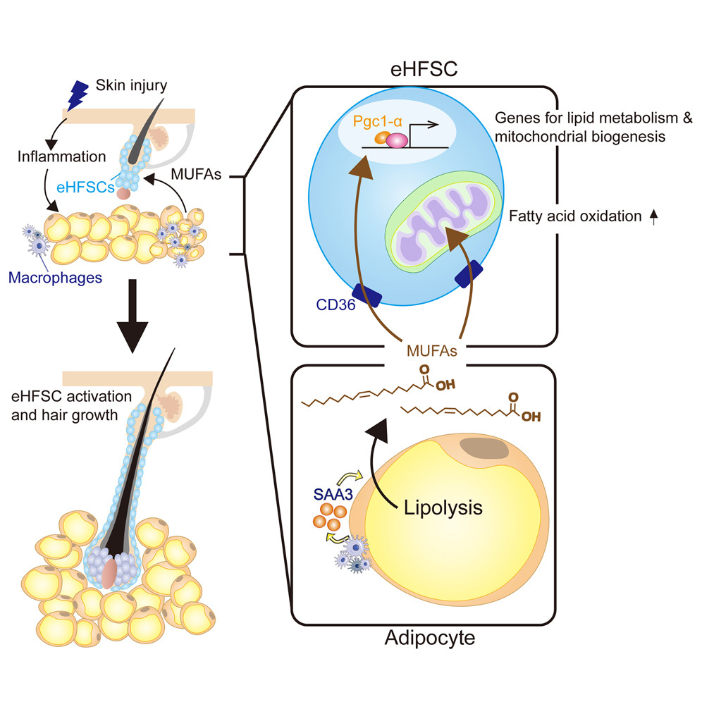 Cell Press - 
