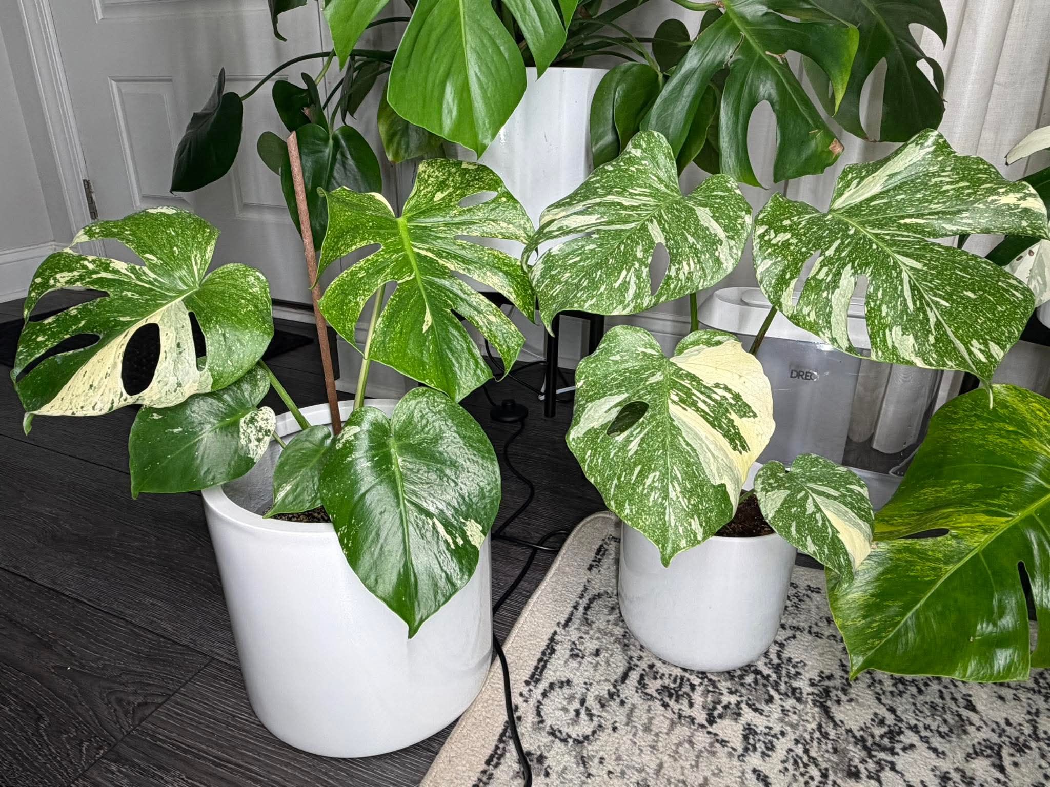 What is the difference between Monstera Mint and Thai Con plants?