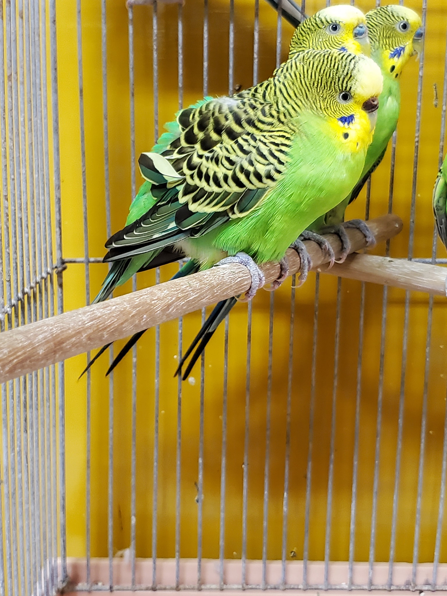 おしらせ(訃報) セキセイインコが亡くなりました? 詳しくはブログを 