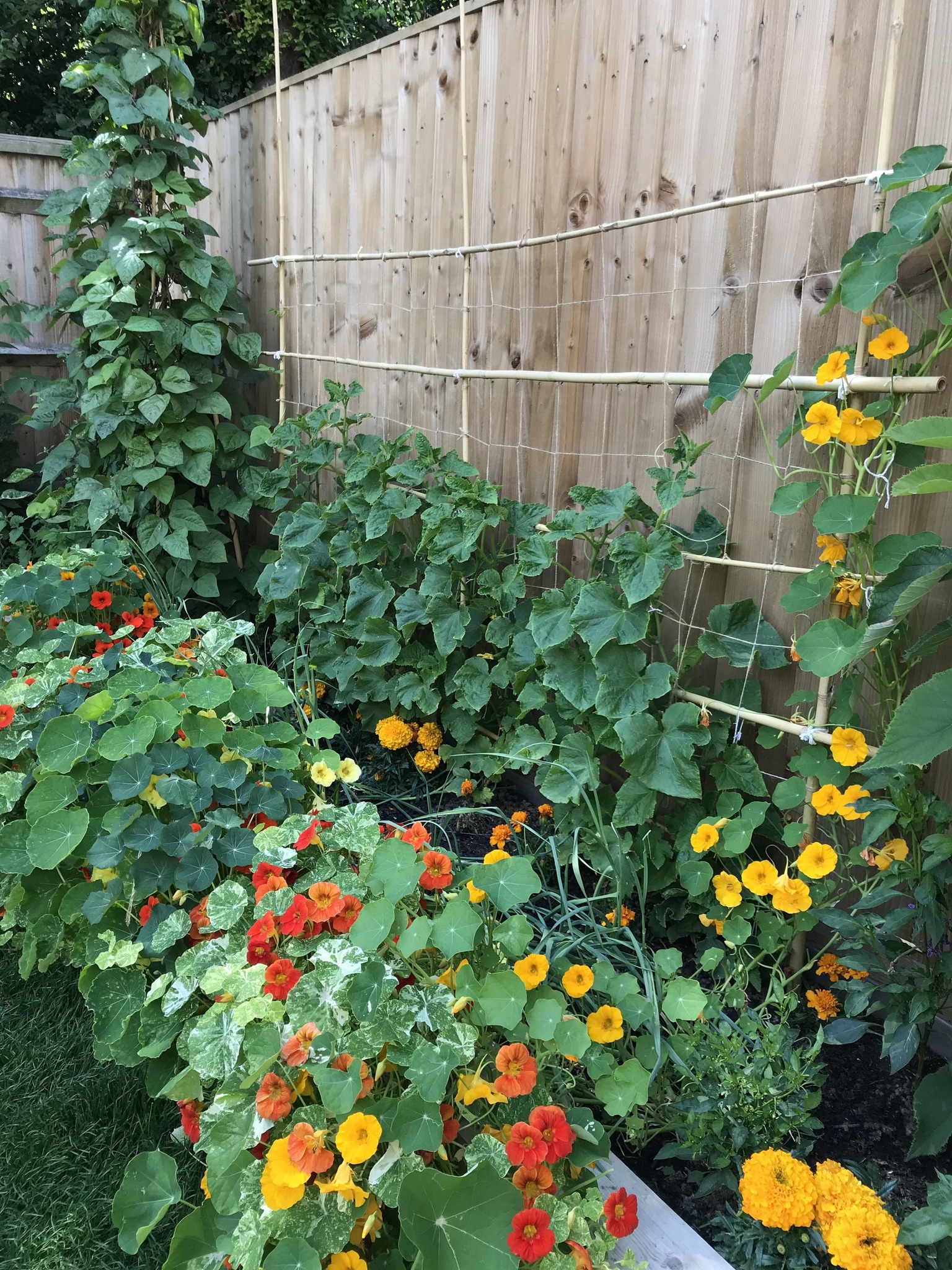 The Perfect - Companion planting with vegetables and flowers is a ...