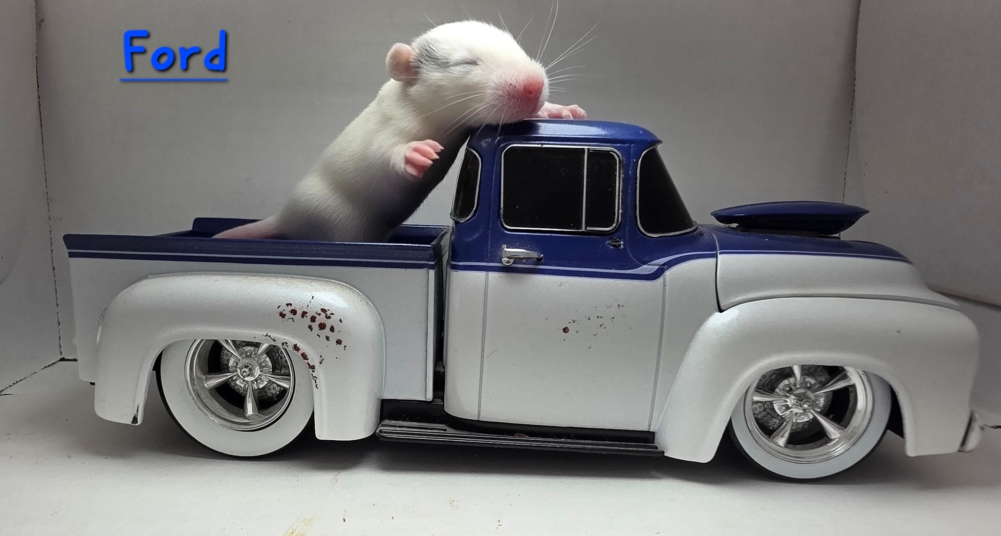 Awww Rats and mice Rattery | Broken Arrow OK