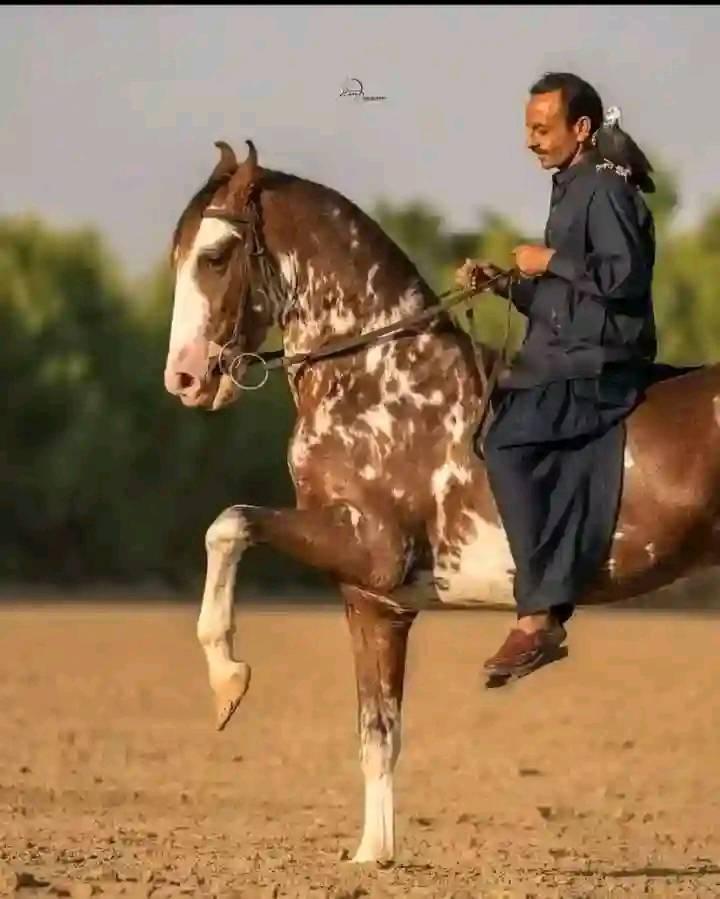 گھوڑا ساجن جیونئیر(Late)♥️ Rider:Khan Qamar Zaman Khan Of Piplan🥀 ایک ...