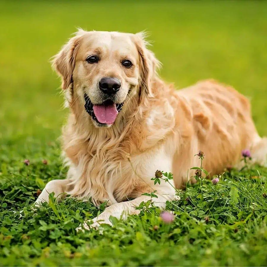 and you can count on that. 🫡 #goldenretriever #goldenpuppy # ...