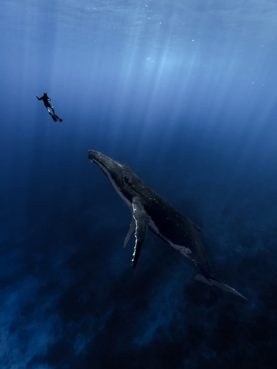 A pure nature moment. Orcas (Orcinus orca) hunting a large sunfish ...