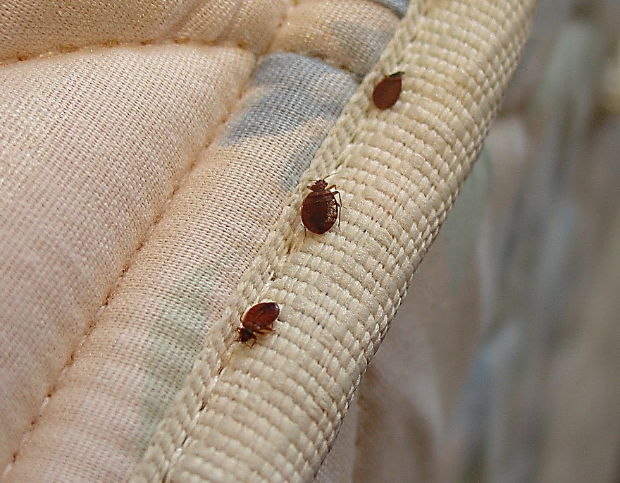 osprey backpack bed bugs Aura AG 50 Osprey Exos 58 Pack -