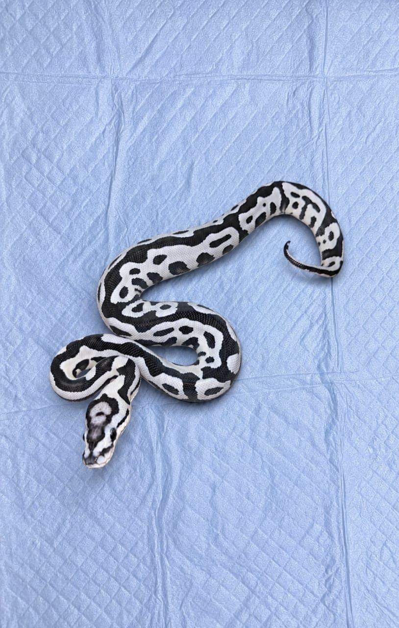 0.1 Leopard VPI Axanthic DG Crypton