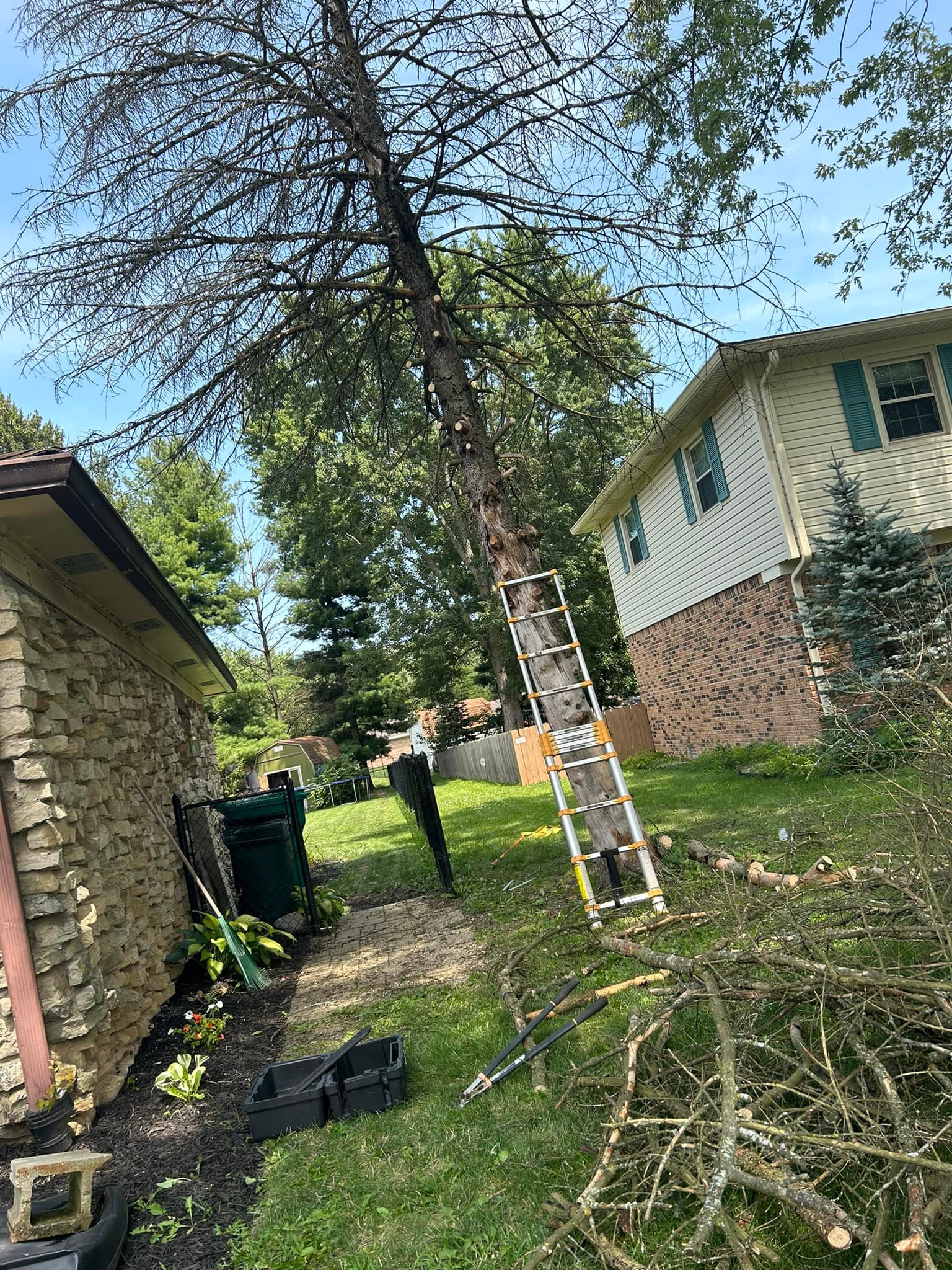 Bryan Stanfill - This pine tree 🌲 has been dead for some... | Facebook