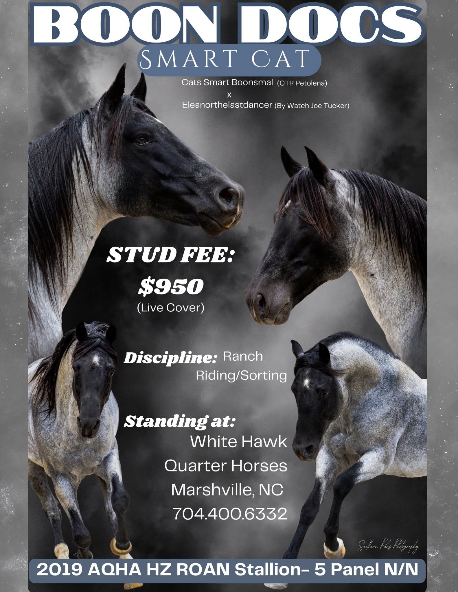 Boon Docs Smart Cat | Marshville NC