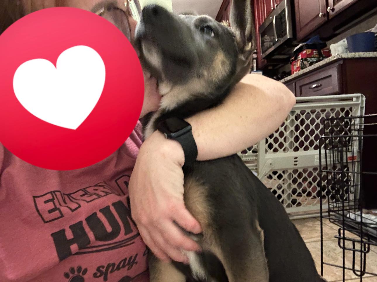 Coco is still searching... - Meraki Animal Rescue & Outreach | Facebook