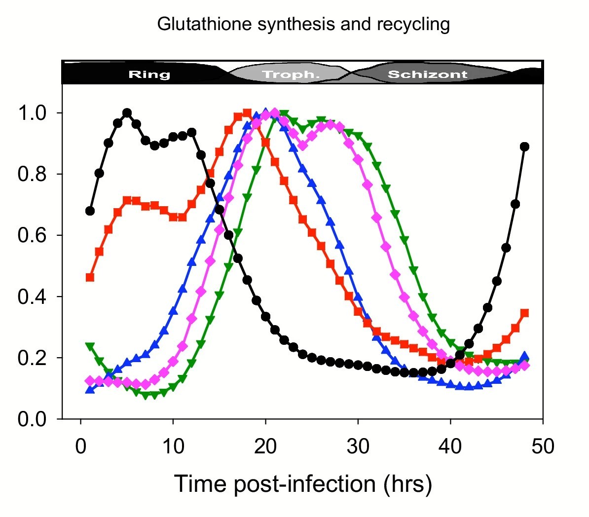 Time dependent transcription of genes coding for enzymes involved in the biosynthesis and recycling of glutathione. □ (red square) PFI0925w: γ-glutamylcysteine synthetase; △ (blue triangle) PFE0605c: glutathione synthetase; ▽ (green triangle) PF14_0192