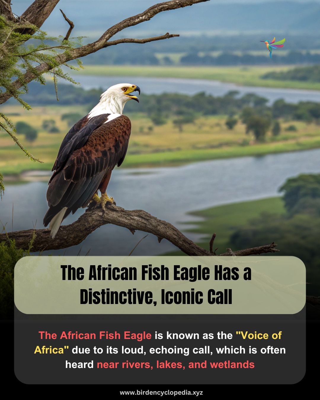 bird-the-african-fish-eagle-has-a-distinctive-iconic-call-the