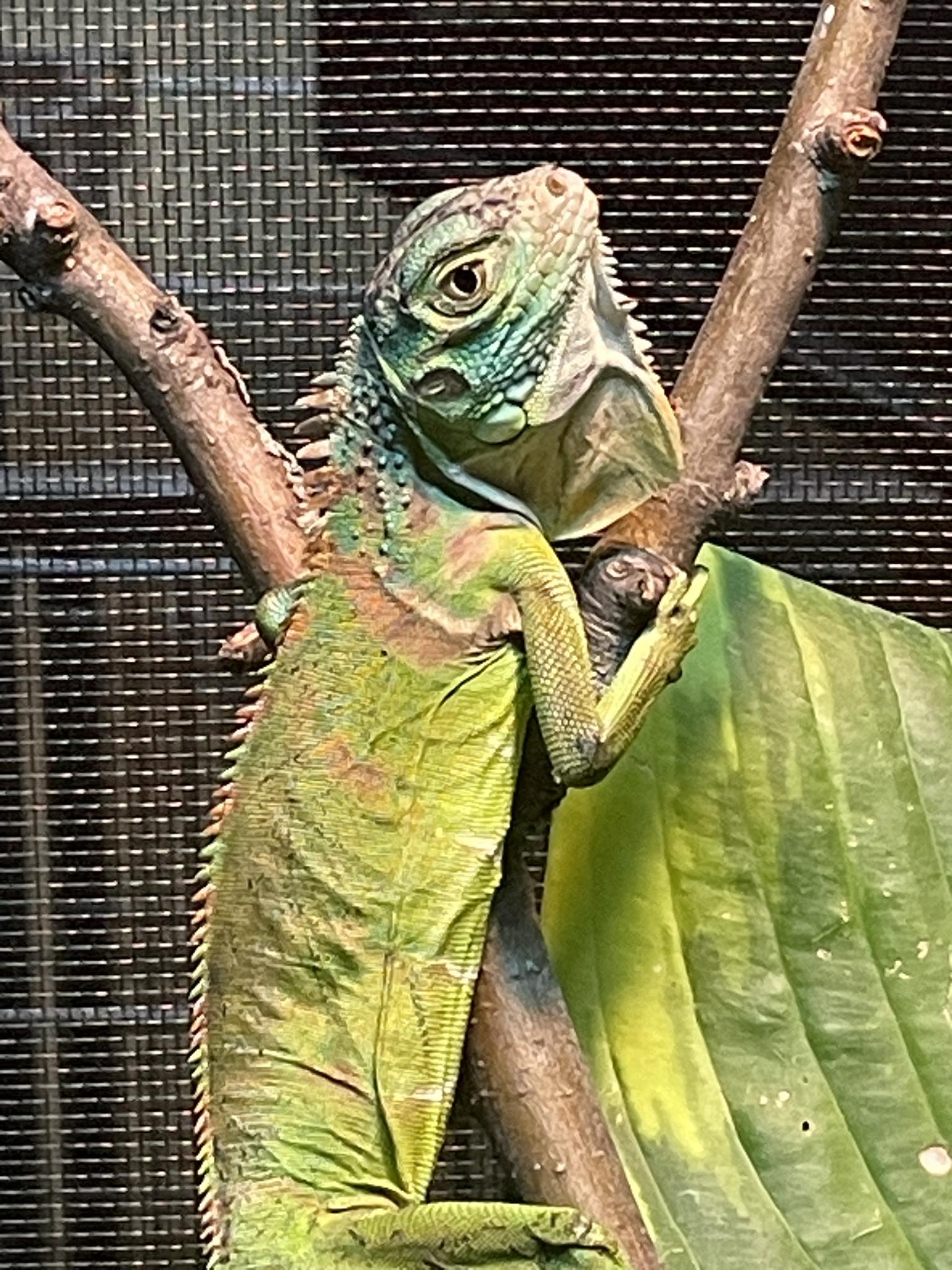 Tame 4 month old green iguana for sale