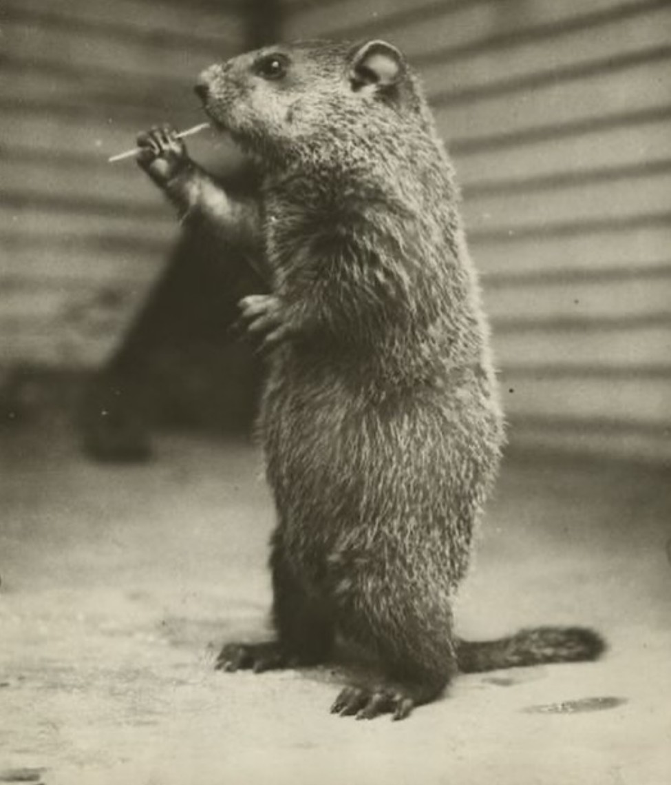 Ancient - Meet Billy, the Honey Testing Gopher 🐹🍯 While searching for ...