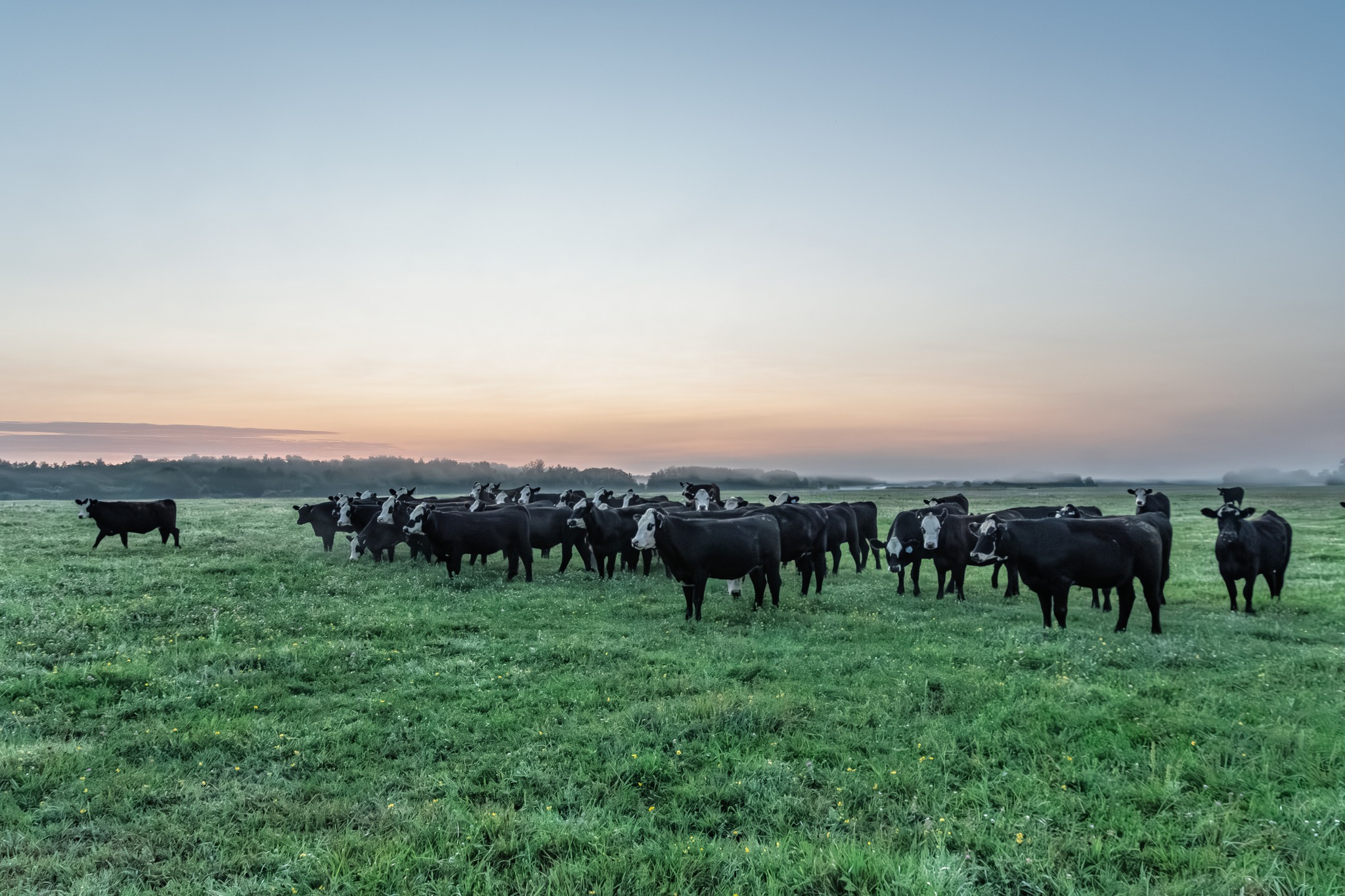 Minnesota State Cattlemen's Association | Maple Plain MN