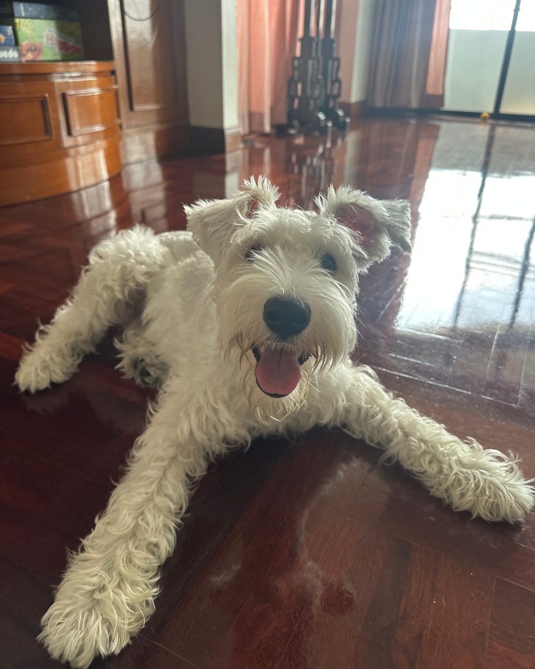 ฝึกสุนัข - น้อง Tuktuk เรียนจบคอร์ส Puppy Class แล้วน้าาา!🎓🐾 . ⭐️Client ...