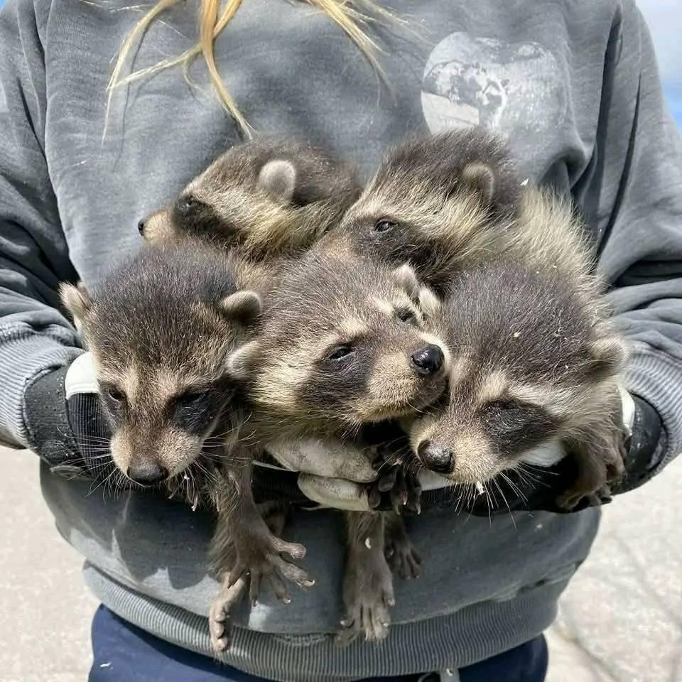Raccoon babies for adoption and rehoming | Facebook