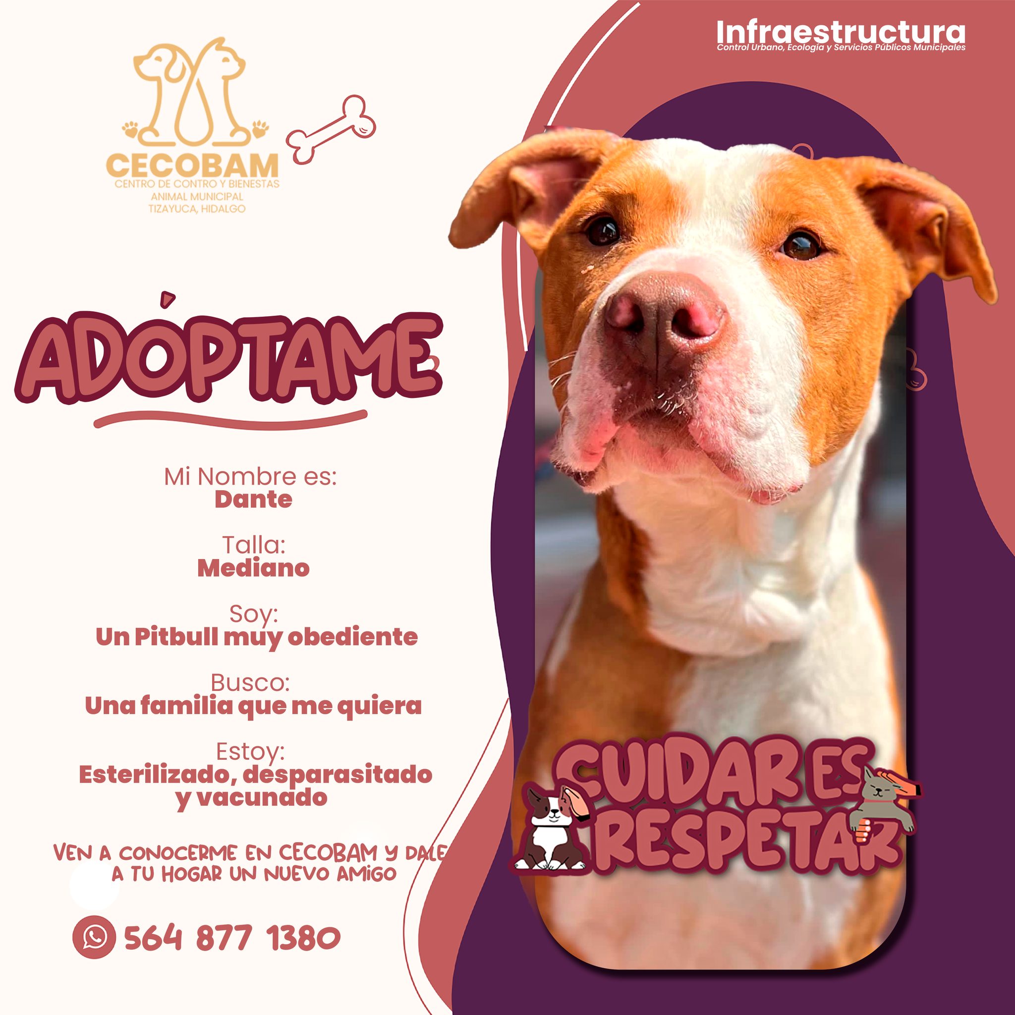 🐶💚 En CECOBAM hay... - Secretaría de Infraestructura Tizayuca | Facebook