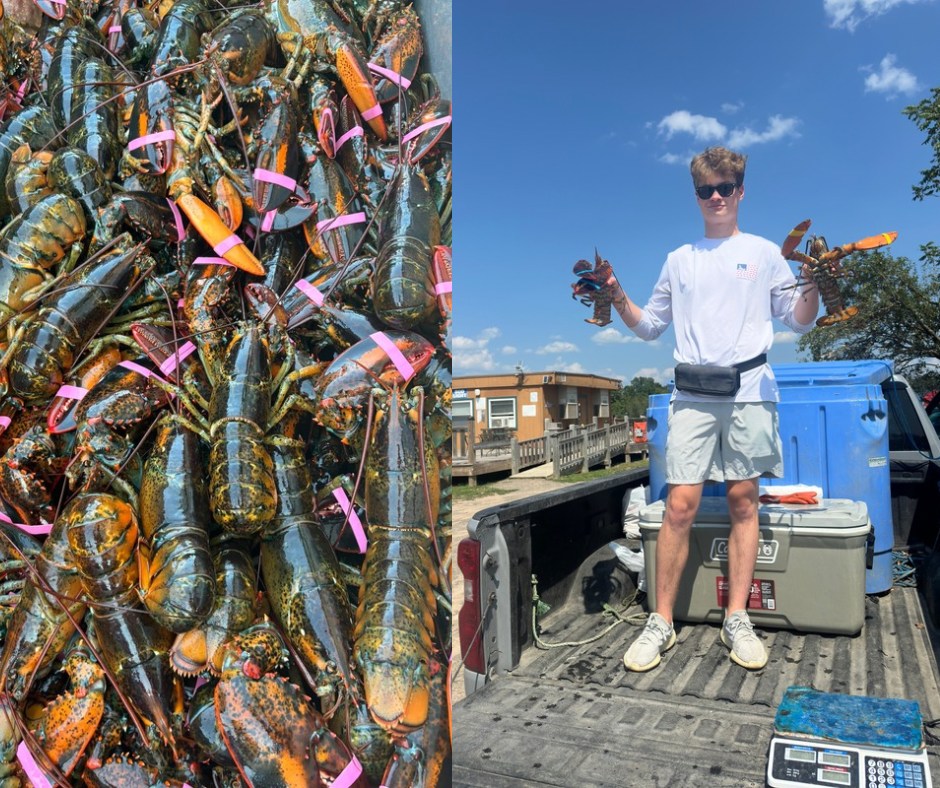 LIVE MAINE LOBSTER! 15$ PER LOBSTER! FRESH FROM THE OCEAN! -WEBSTER NY ...