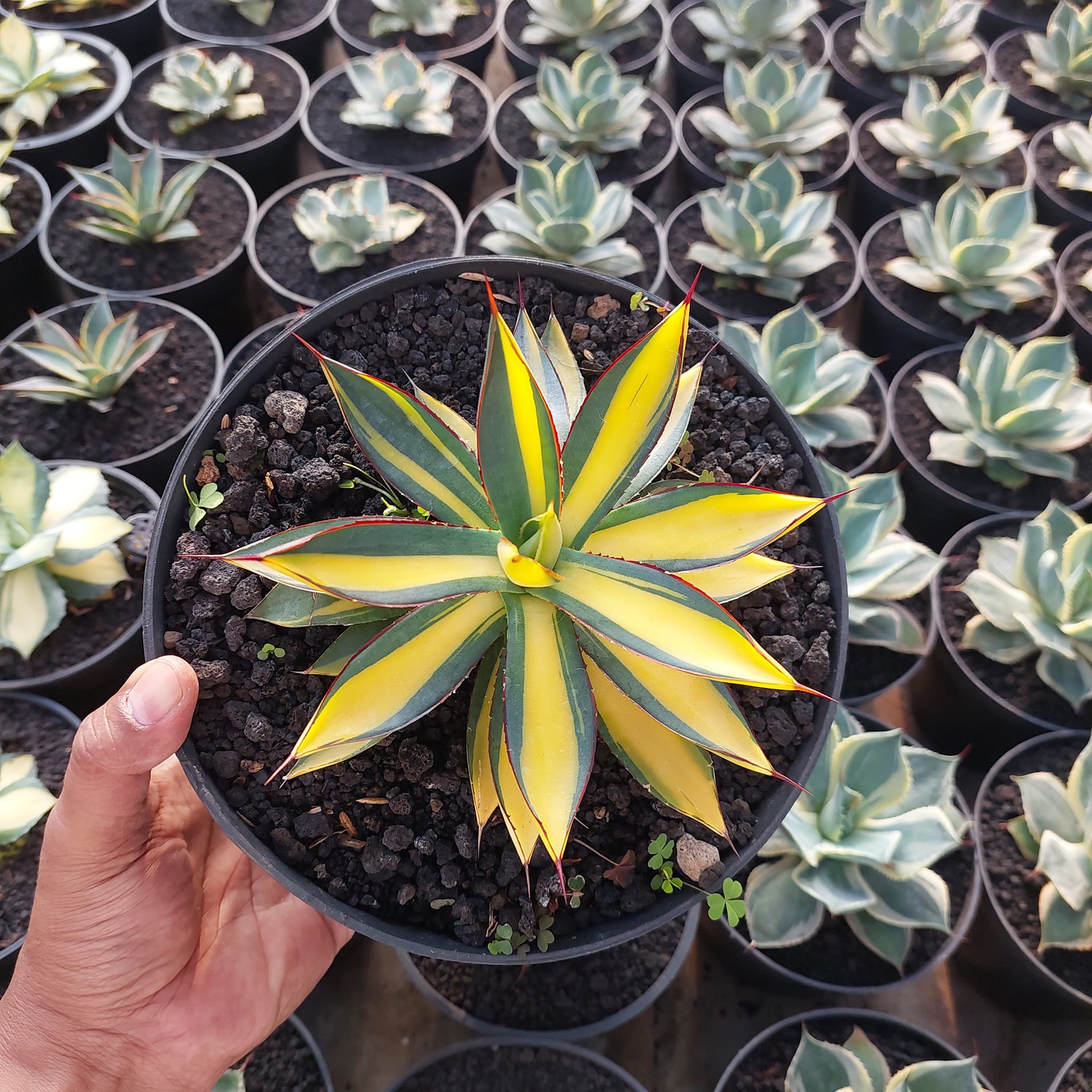Agave 'Burnt Burgundy' variegated