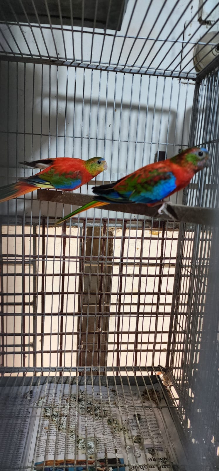 Photo inspiration: Fresh Look at Exotics Birds Aviary